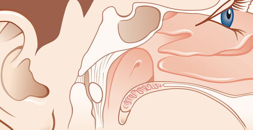 Anterior skullbase header picture