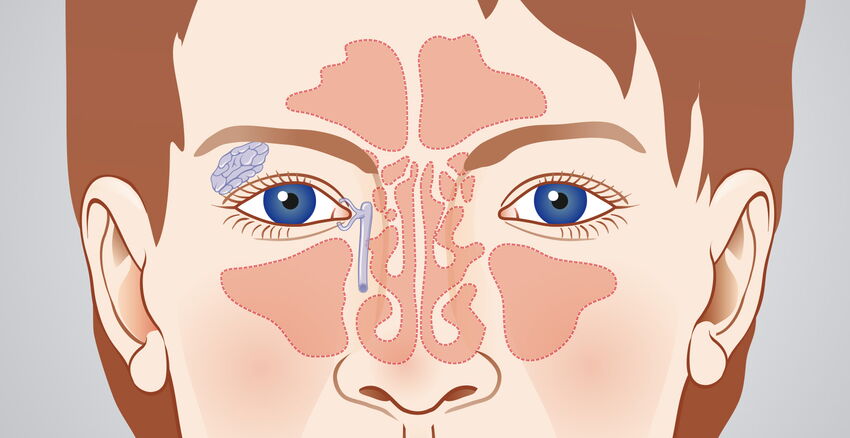 Sinus cavities header picture