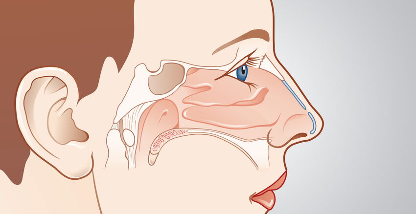 nasal turbinate bone & nasal spongy tissue header picture